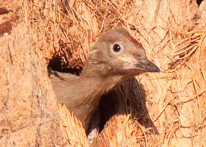 Melanerpes uropygialis - carpintero del desierto - Gila woodpecker
